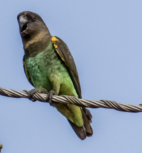 Meyer's Parrot