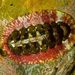 Oak Chiton - Photo (c) Ian Shaw, all rights reserved, uploaded by Ian Shaw