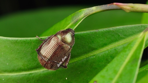 Anomala hirsutoides · iNaturalist Mexico