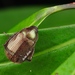 Anomala hirsutoides - Photo (c) 豆豆, all rights reserved, uploaded by 豆豆