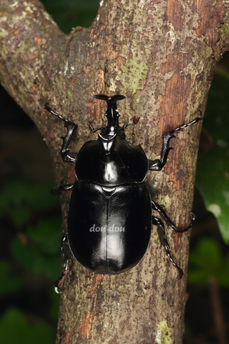 Allomyrina davidis