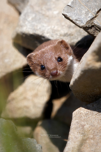 Least Weasel