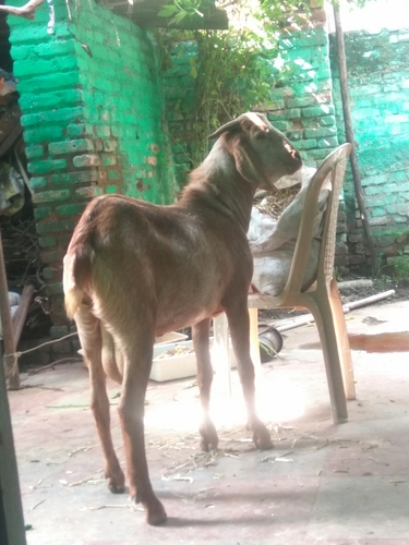 Domestic Goat