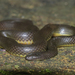 Anderson's Mountain Keelback - Photo (c) Janet Chik, all rights reserved, uploaded by Janet Chik