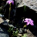 Gilia flavocincta flavocincta - Photo (c) Dan Gronseth, όλα τα δικαιώματα διατηρούνται, uploaded by Dan Gronseth