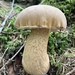 Bitter Bolete - Photo (c) Ivano Marques, all rights reserved, uploaded by Ivano Marques