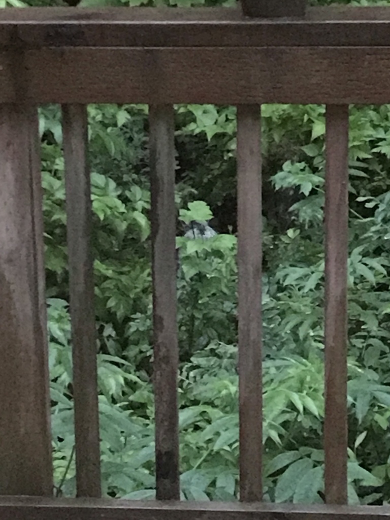 North American Porcupine In July 2017 By Tonyernst INaturalist   Large 