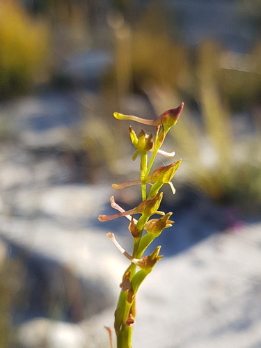Disa esterhuyseniae