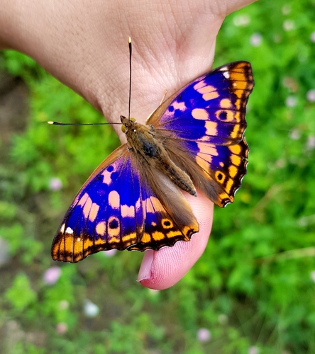 Freyer's Purple Emperor