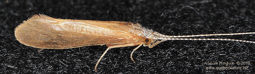 About Red-banded Leafhopper - Maryland Biodiversity Project
