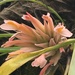Pitcairnia heterophylla - Photo (c) diegopatino, όλα τα δικαιώματα διατηρούνται, uploaded by diegopatino