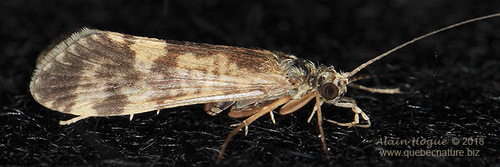 Cheumatopsyche speciosa