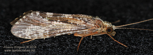 Hydropsyche incommoda