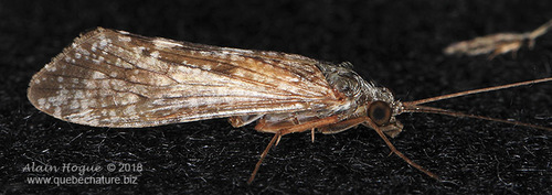 Hydropsyche scalaris