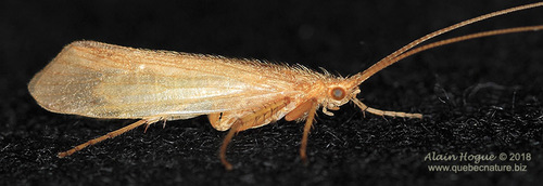 Limnephilus hyalinus