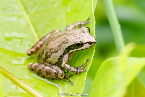 Cajun Chorus Frog