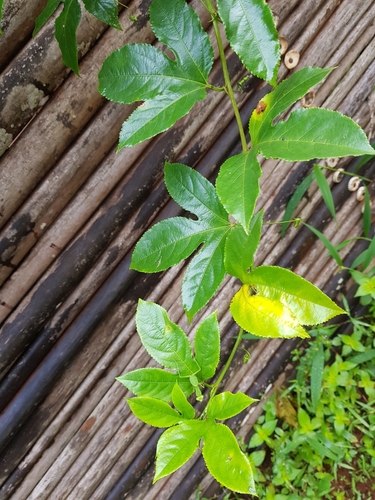 common passionfruit