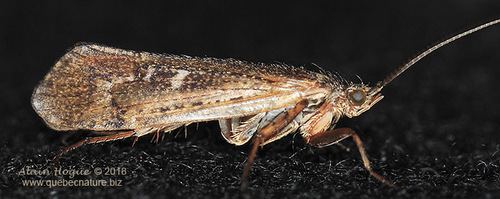 Limnephilus submonilifer Walker, 1852