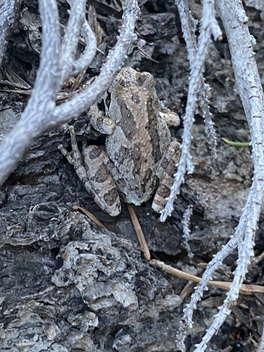 iNaturalist observation photo of Pacific chorus frog