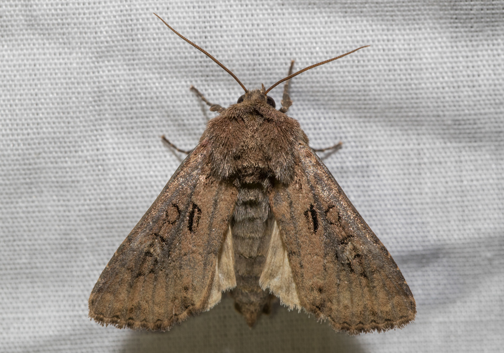 Nightshade Noctuid moth