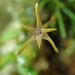 Maxillaria standleyi - Photo (c) Rudy Gelis, all rights reserved, uploaded by Rudy Gelis