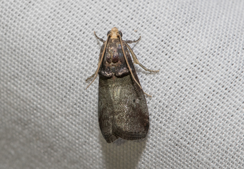 Acrobasis cunulae