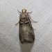 Acrobasis cunulae - Photo (c) Ian Davies, all rights reserved, uploaded by Ian Davies