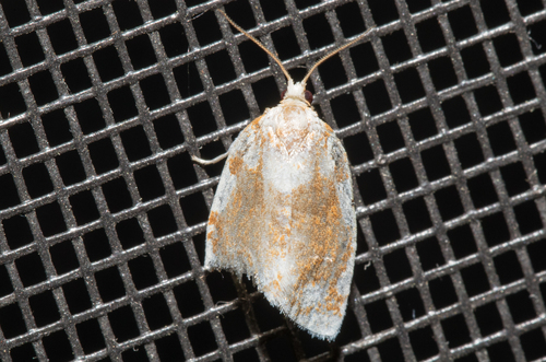 White-spotted Leafroller Moth (Argyrotaenia alisellana)