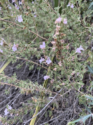 Poliomintha glabrescens A. Gray