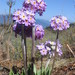 Primula paucifolia - Photo 由 Mark Wright 所上傳的 (c) Mark Wright，保留所有權利