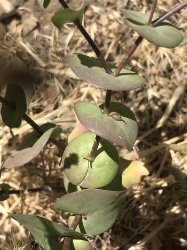 clasping pepperweed