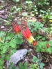 Western Red Columbine - Photo (c) ntjossem, all rights reserved