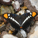 Mariposas Monjitas - Photo (c) Gregory Greene, todos los derechos reservados, subido por Gregory Greene