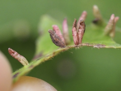 Plum Finger Gall Mite