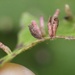 Plum Finger Gall Mite - Photo (c) sarahhubert, all rights reserved