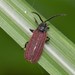 Benibotarus spinicoxis - Photo (c) Wonwoong Kim, כל הזכויות שמורות, הועלה על ידי Wonwoong Kim