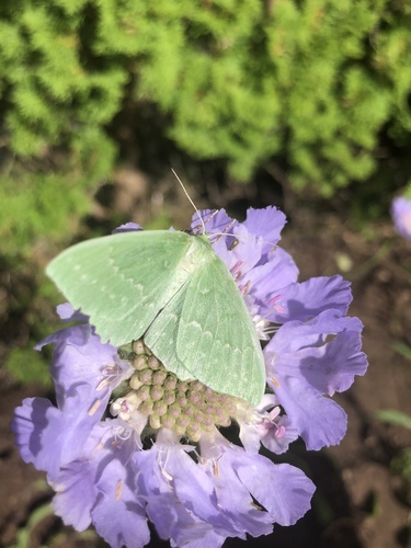 Large Emerald