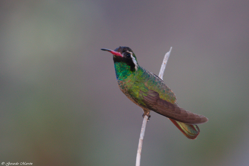 Xantus's Hummingbird