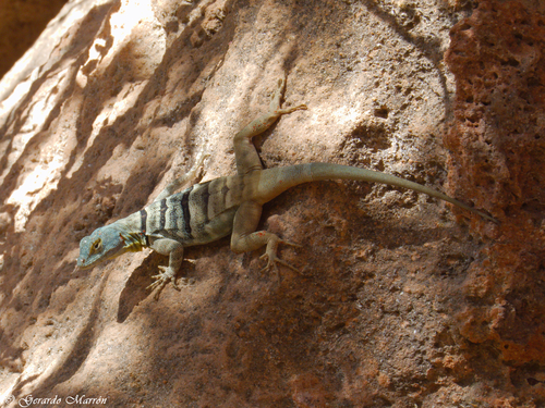 Baja California Rock Lizard