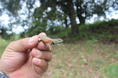 Black-bellied Bunchgrass Lizard