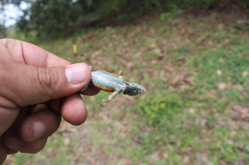 Black-bellied Bunchgrass Lizard