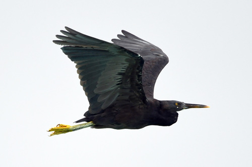 Pacific Reef Heron