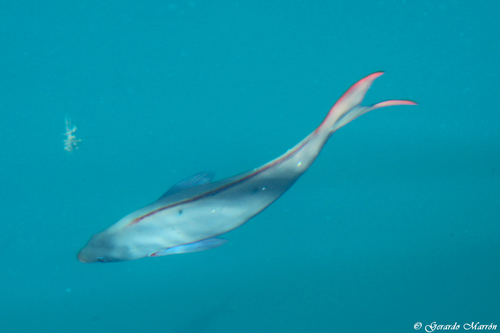 Pacific Creolefish