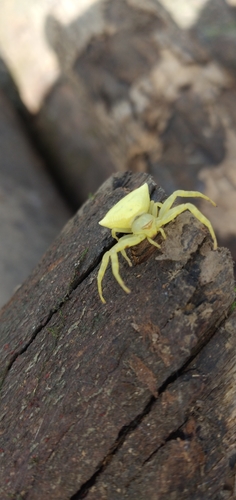 Thomisus shillongensis