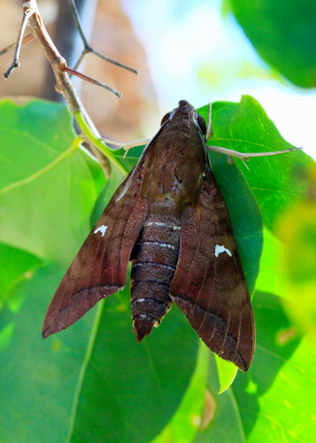 Comma Nephele
