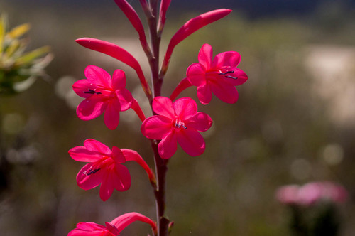 Tribe Watsonieae · iNaturalist