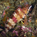 Painted Greenling - Photo (c) Phil Garner, all rights reserved, uploaded by Phil Garner