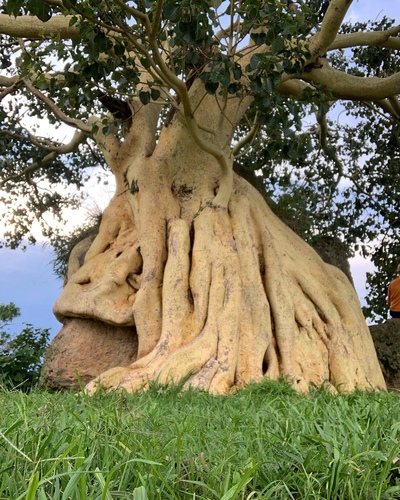 Petiolate Fig