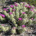 Echinocereus enneacanthus enneacanthus - Photo (c) Claire Sorenson, all rights reserved, uploaded by Claire Sorenson