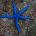 Estrella de Mar Azul - Photo (c) Nikita Saprykin, todos los derechos reservados